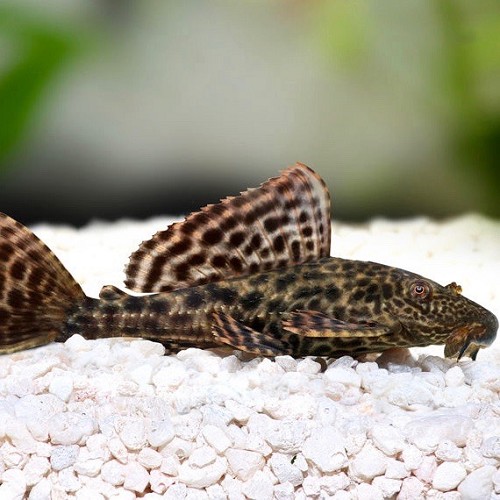 Hypostomus Plecostomus - Common Pleco M - Algeneters - Jarathana